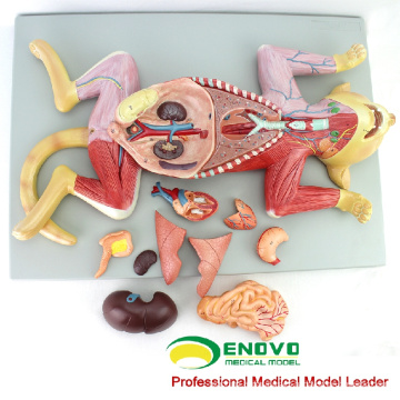 MODELO VETERINARIO AL POR MAYOR 12010 Medical Anatomical 10 Parts Cat Model